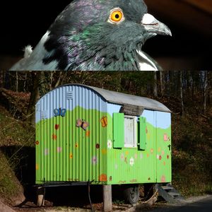 CDU Lünen setzt Idee zur Aufstellung von mobilen Taubenhäusern im Antrag um